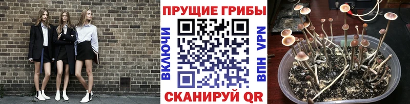 Галлюциногенные грибы MAGIC MUSHROOMS кракен tor Починок цены